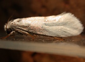 Eastern False Yucca Moth